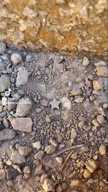 Star Shaped Fossils & More ⭐️ Beauties