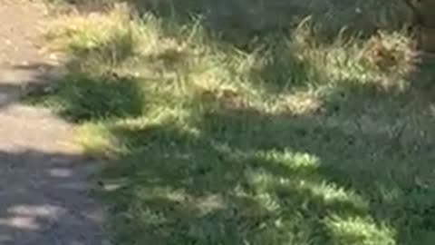 Duo blue jay birds meeting under a tree