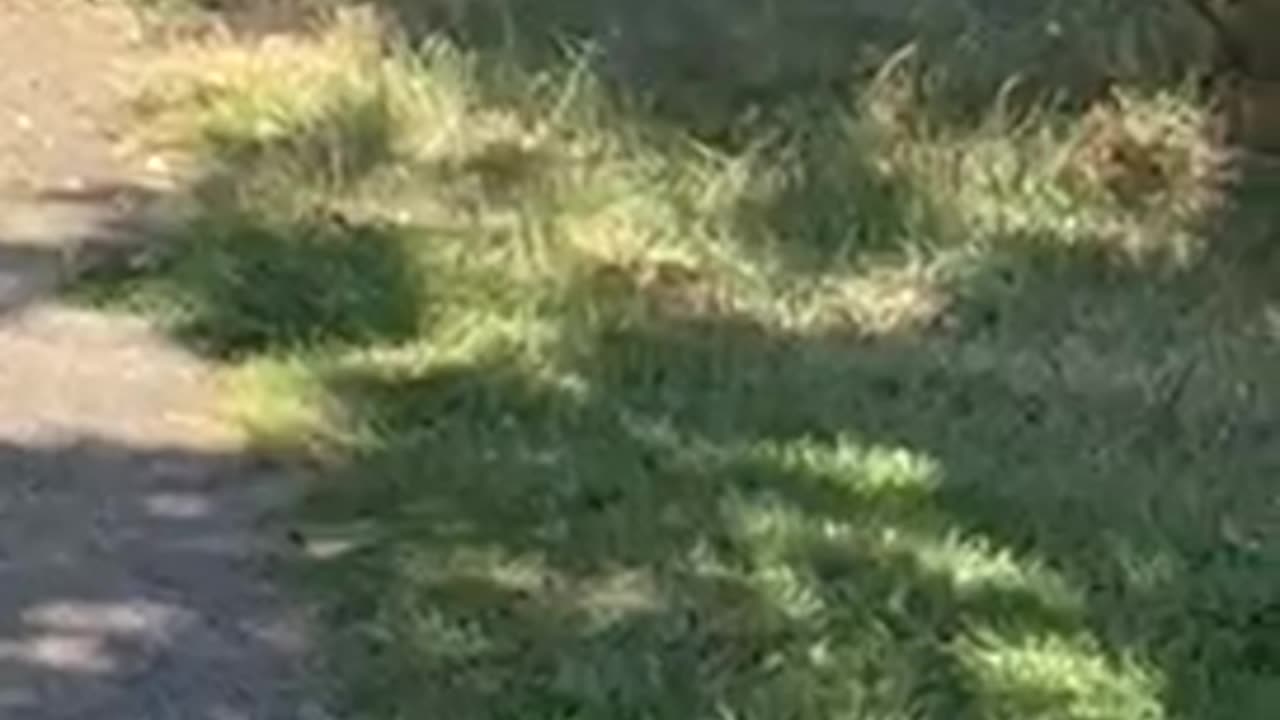 Duo blue jay birds meeting under a tree