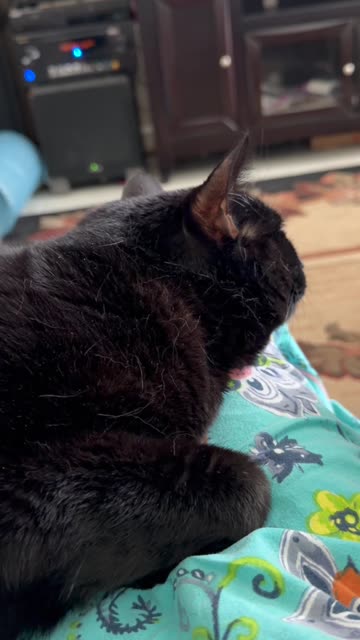 Cute Precious Piper Likes Being a Lap Cat - My Adopted Shelter Cat Vlog #shorts