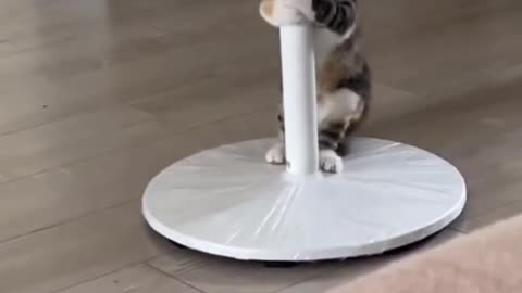 Funny weird cat must watch