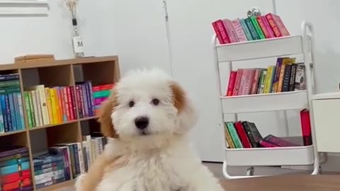 PuppaDogs Videos