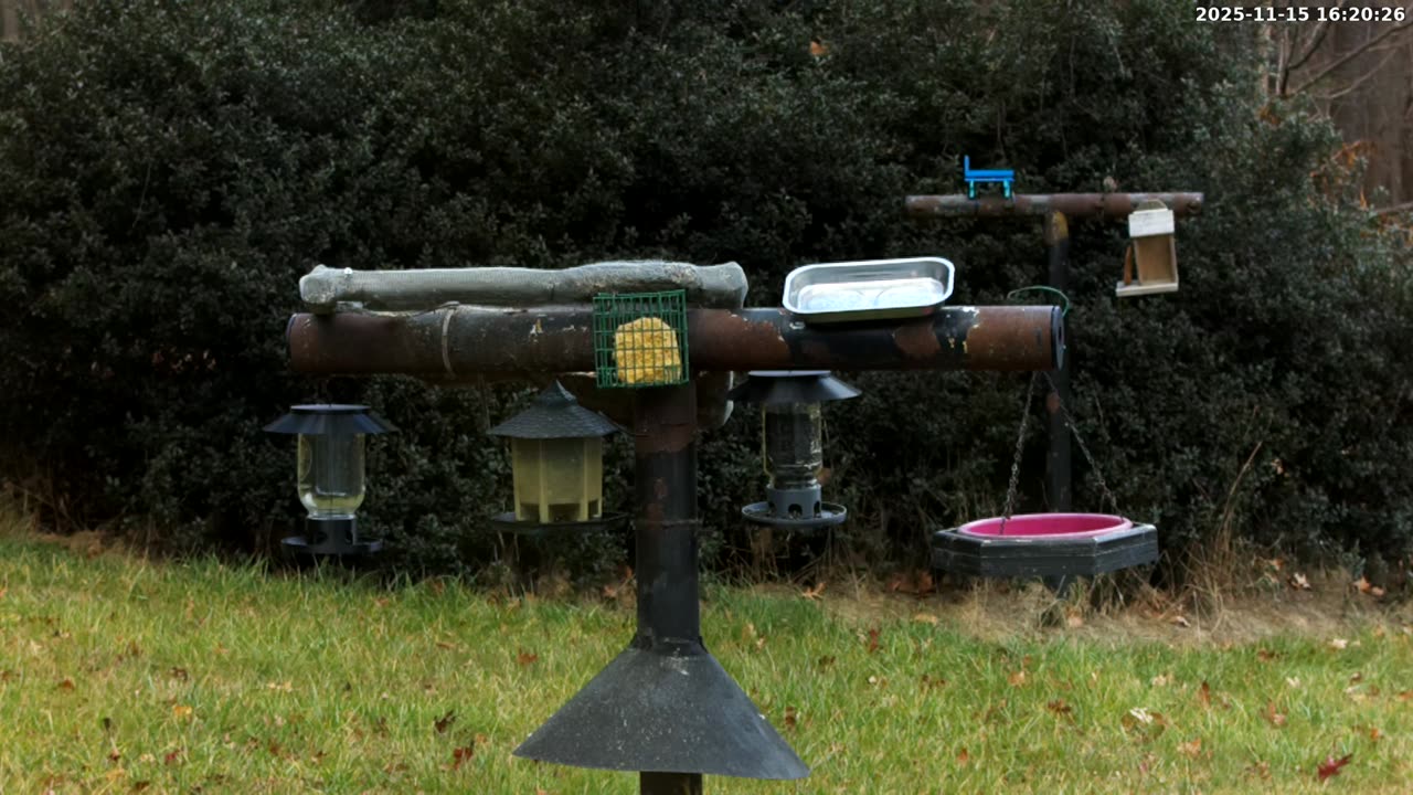 Bird Feeder in Western Maryland USA