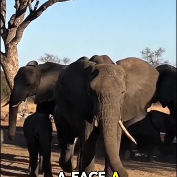 Elephants NEVER Forget… But They Can’t JUMP?! 😳