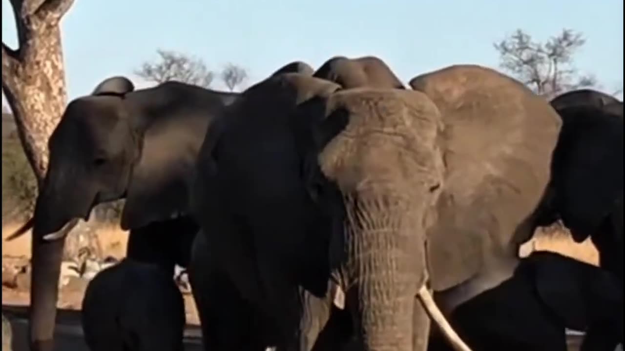 Elephants NEVER Forget… But They Can’t JUMP?! 😳