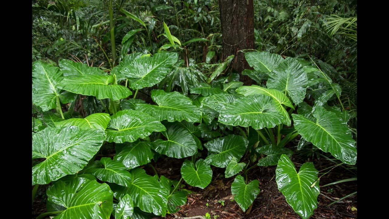 Rainforest Rain | 8 Hours of Rain Sounds for Sleep, Relaxation and Meditation