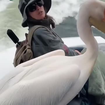 Not Only Him, I'm Also Going on the Boat 🤣🤣🤣