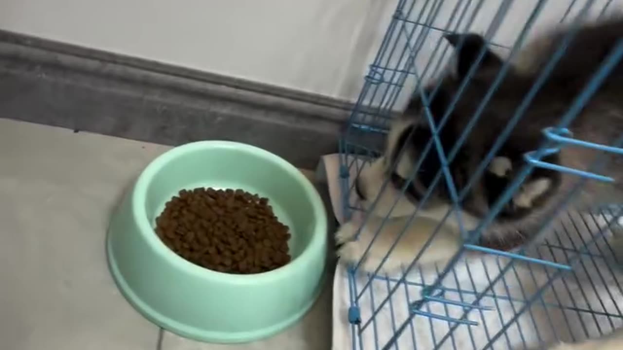 How can a Husky be this Dumb? 😂