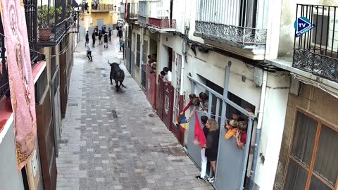 1 TORO TARDE 11oct OLOROSO ganaderia GERARDO ORTEGA N 36 | FESTES DEL ROSER 2025
