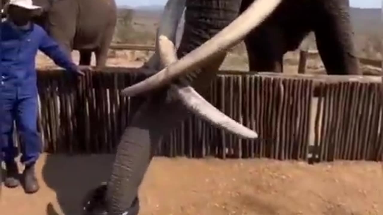 This is the biggest elephant I've seen in my life
