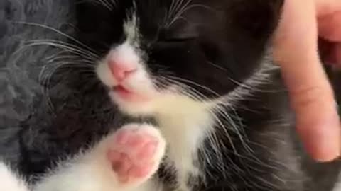 Kitten falls asleep mid-conversation, and it is ADORABLE!