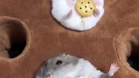 Hamster Coasters