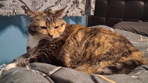 This Cat's Peaceful Vibes Will Melt Your Stress Away 😺✨