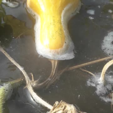 Pumpkin bathes in summer