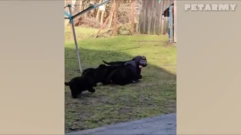 Dogs Protecting, Loving & Growing Up With Babies 🐾❤️👶