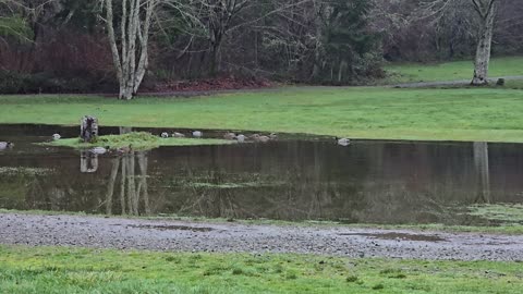 Ducks on the pond