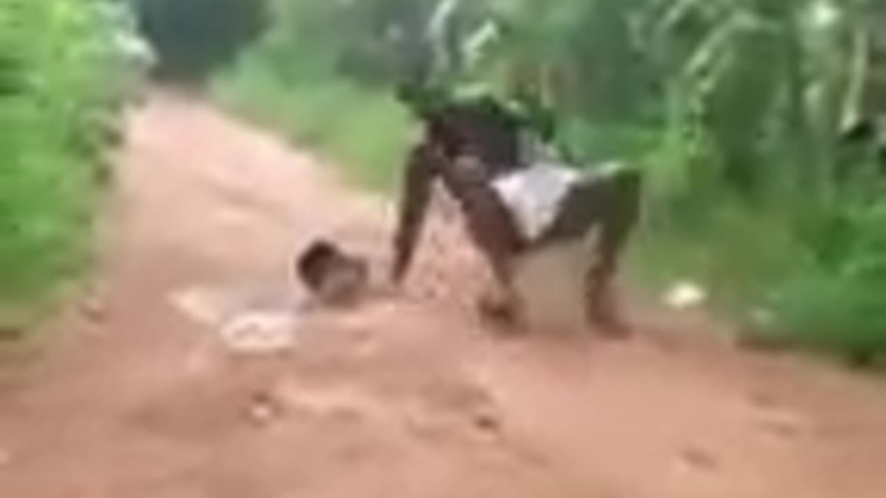 Paambu comedy video Funny snake video fuuny
