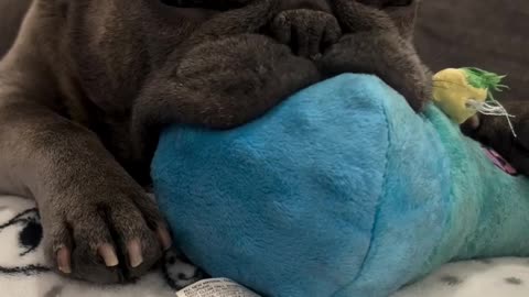 French Bulldog Nooks On Stuffed Toy