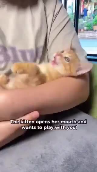 子猫を寝かしつけるには