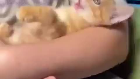 子猫を寝かしつけるには