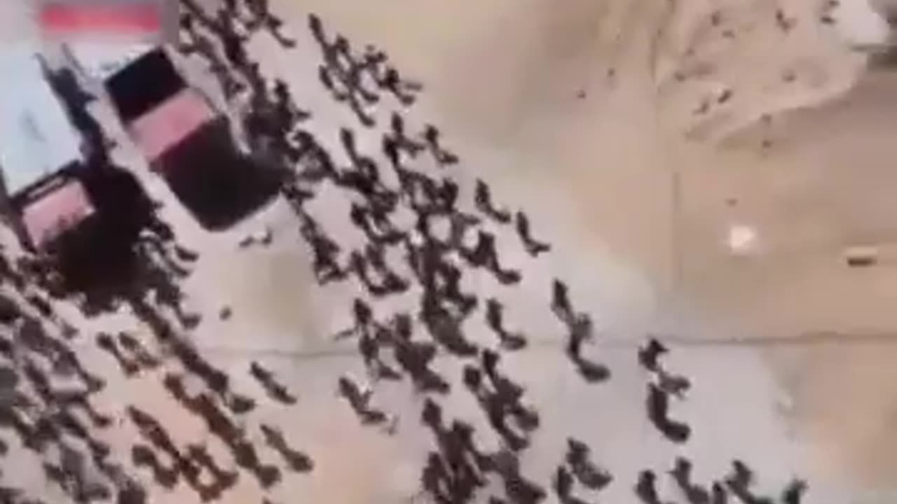 🧠✨ Why Are People So Drawn to Food Trucks? Find Out! | FeedMyCuriosity