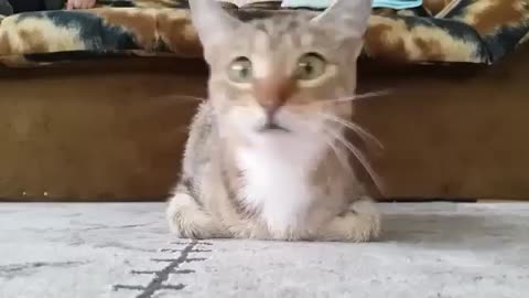 Cat watching horror movie