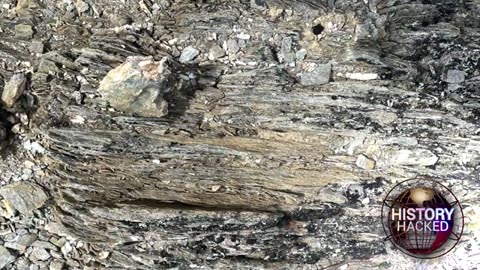 ANCIENT 'AVATAR' FOREST IN DENALI NATIONAL PARK in Alaska