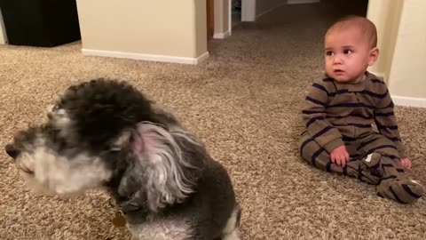 Baby playing with dogs so funny