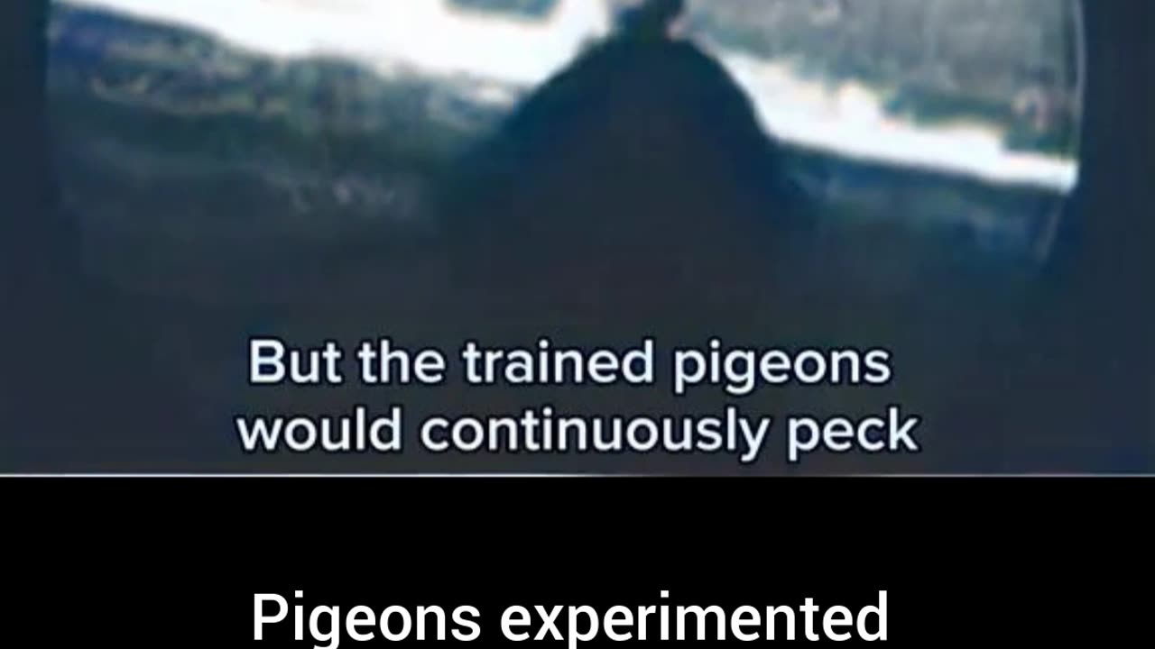 Pigeons experimented as weapons WW2 unusual #Colourized footage 🕊️ 🚀 🎥