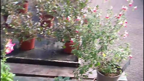 Ramsgate Garden Centre