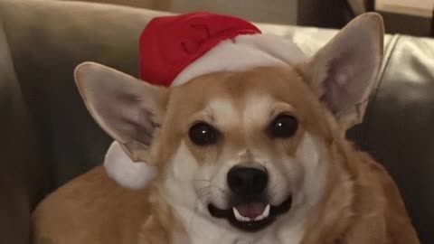 A Dog Christmas Tradition