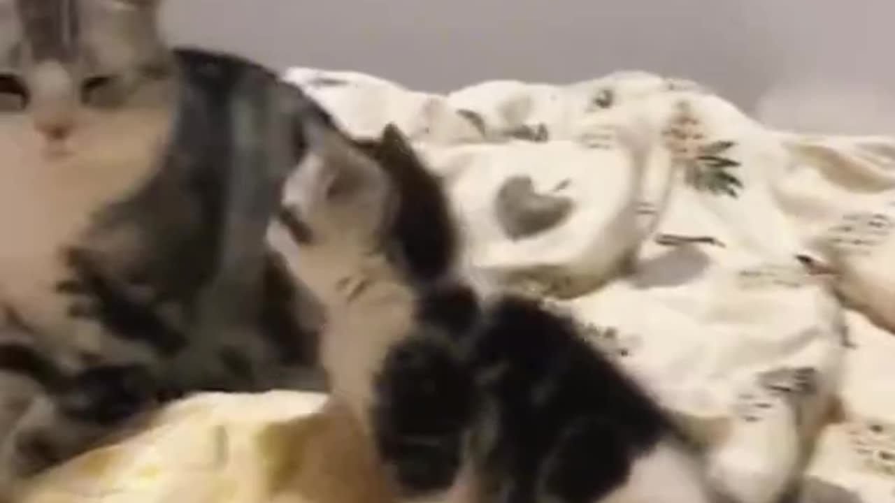 ​"Mom, No!" — When Kittens Go Too Far 😂