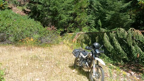 Bigfoot Evidence - trail full of broken tree tops laid across path intentionally to block path