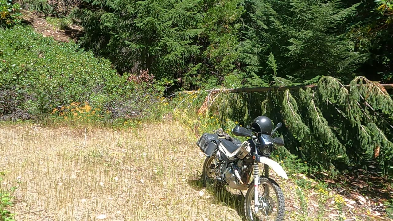 Bigfoot Evidence - trail full of broken tree tops laid across path intentionally to block path