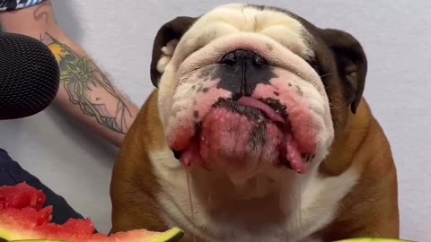 English Bulldog Slurps Down Watermelon