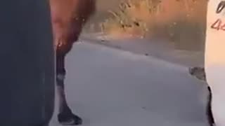 😂🐪 Ukraine Russia War | Some Save a Camel, Others Repair Equipment | RCF