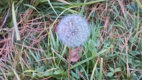 Dandelion