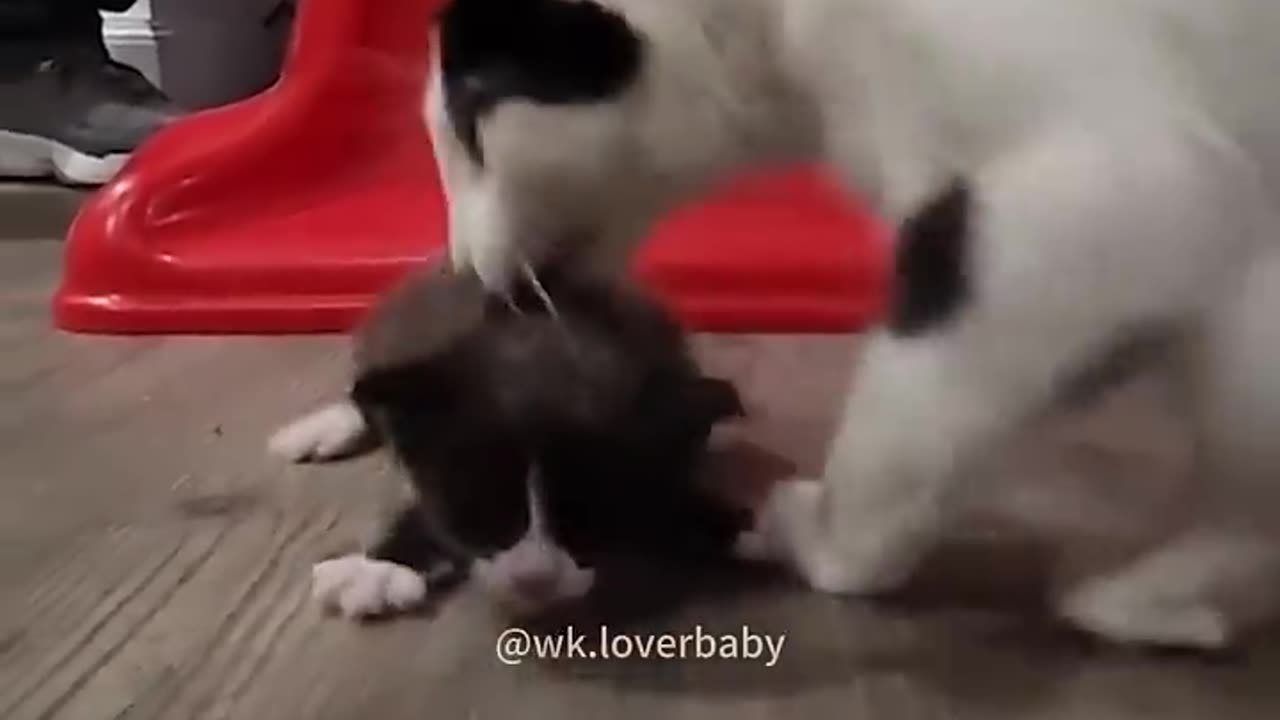 Funny cats and animals videos