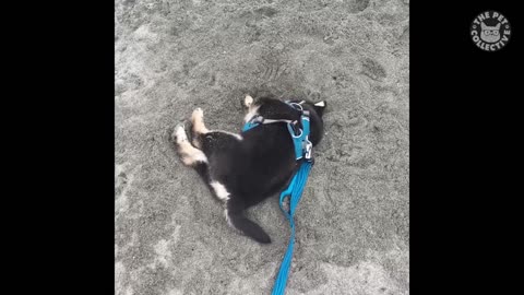 Trending: Try Not To Laugh | Funny Pet Video Compilation