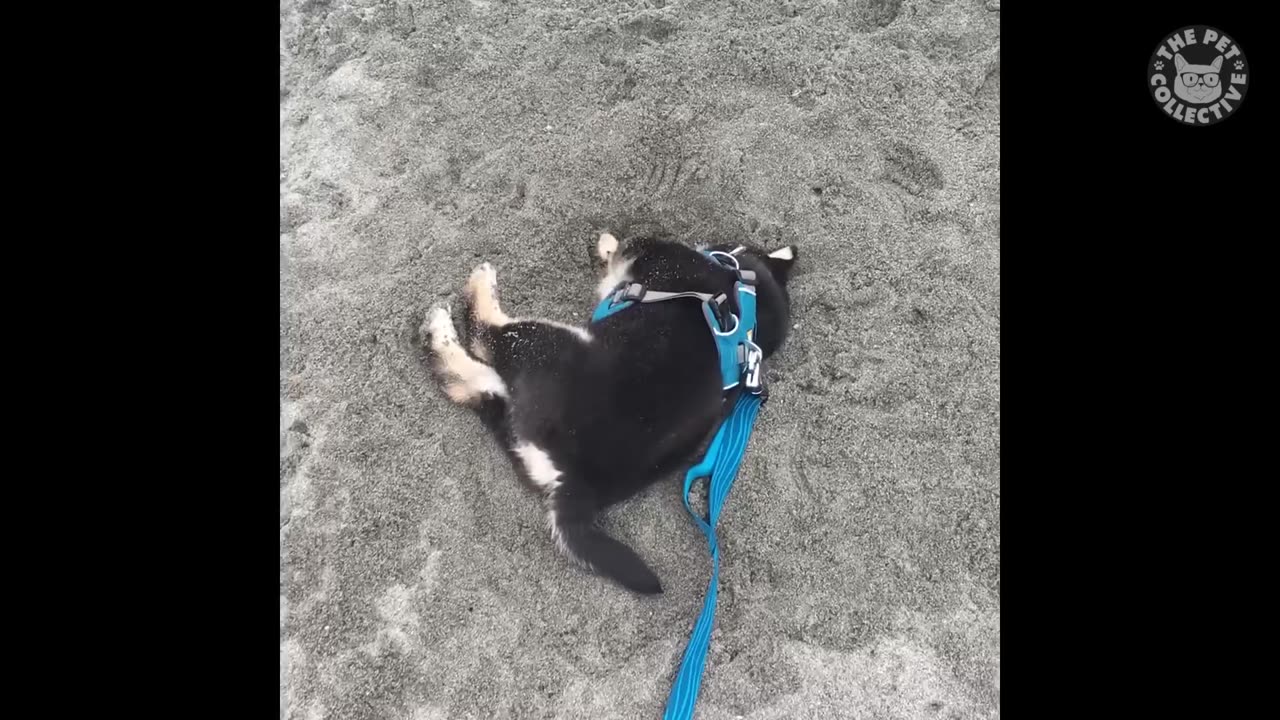 Trending: Try Not To Laugh | Funny Pet Video Compilation