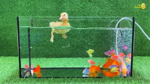 Baby duckling, find and catch neon tetra goldfish, Koi carp - cute baby