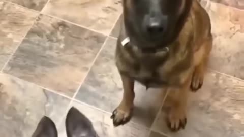Puppy begs for food