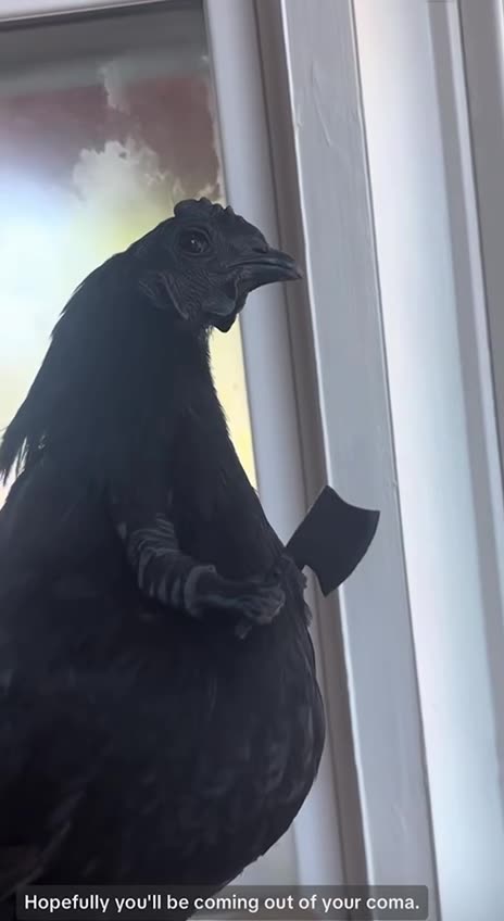 *News Interruption* | 🤣🤣🤣 (⚠️Warning Language⚠️)