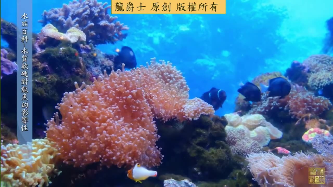 【龍爵士】龍魚百科 水質軟硬對龍魚的影響