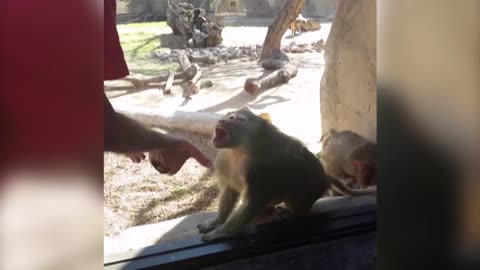 Baboon Is Amazed By Man's Magic Trick (720p_30fps_H264-128kbit_AAC)