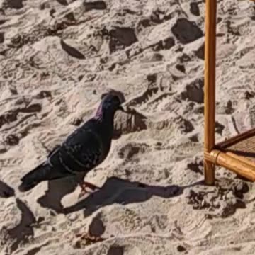 Is that pigeon stalking me?