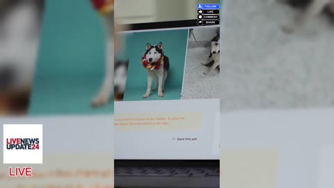 Enjoy Pets Without Adopting! Short & Long-Term Options 🐾