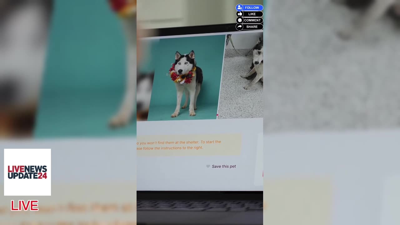 Enjoy Pets Without Adopting! Short & Long-Term Options 🐾