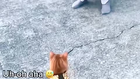 Confused cat 😱😱