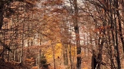 What Nature Knows About Letting Go | Trust Fall